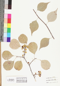 primary herbarium image