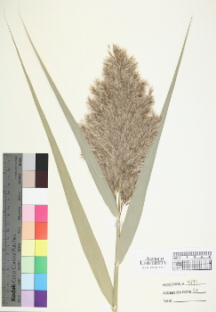 primary herbarium image