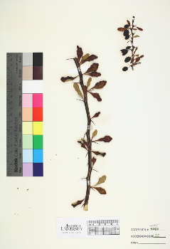 primary herbarium image