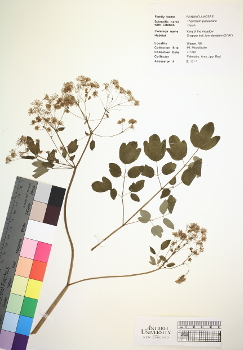 primary herbarium image