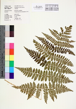primary herbarium image