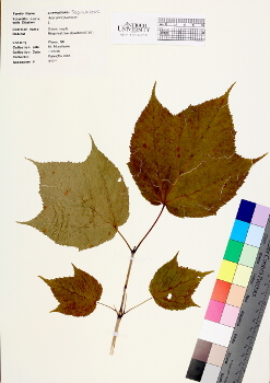 primary herbarium image