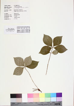primary herbarium image