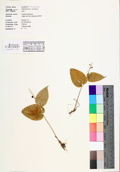 primary herbarium image