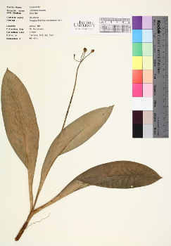 primary herbarium image