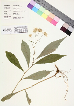 primary herbarium image