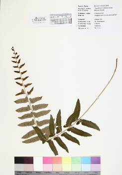 primary herbarium image