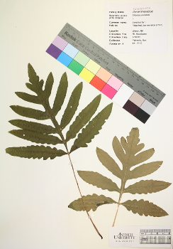 primary herbarium image