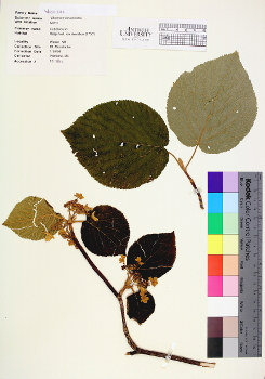 primary herbarium image