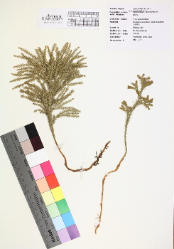 primary herbarium image