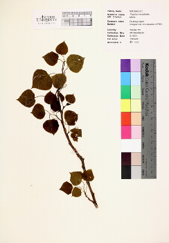 primary herbarium image