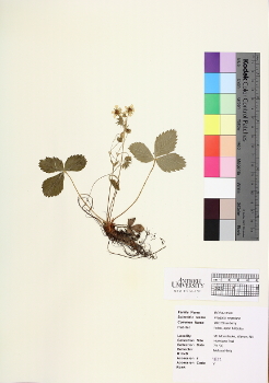 primary herbarium image
