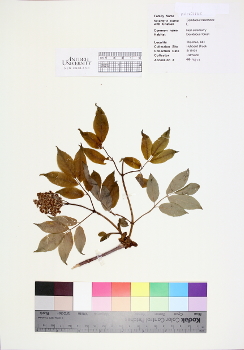 primary herbarium image