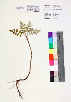 primary herbarium image