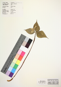 primary herbarium image
