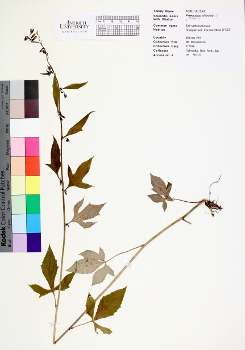 primary herbarium image