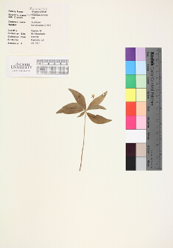 primary herbarium image