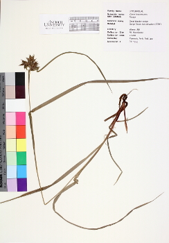 primary herbarium image