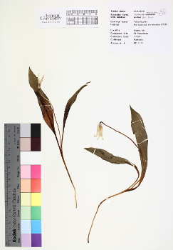 primary herbarium image