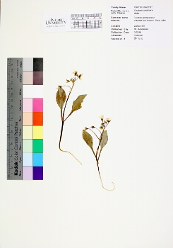 primary herbarium image