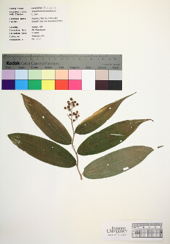 primary herbarium image