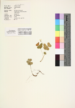 primary herbarium image