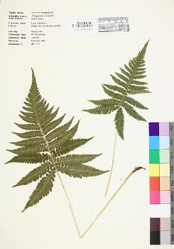 primary herbarium image