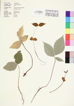 primary herbarium image