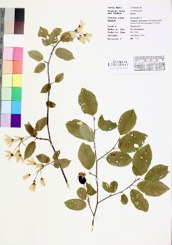 primary herbarium image