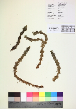 primary herbarium image