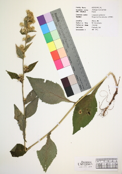 primary herbarium image