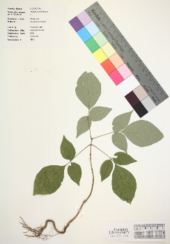 primary herbarium image