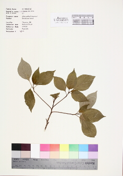 primary herbarium image