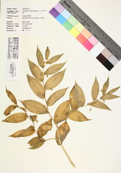 primary herbarium image