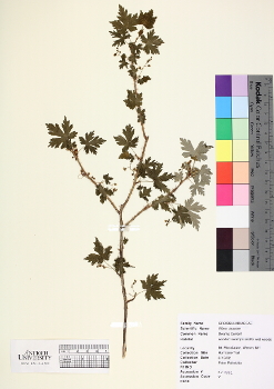 primary herbarium image
