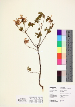 primary herbarium image