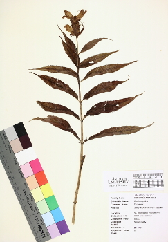 primary herbarium image