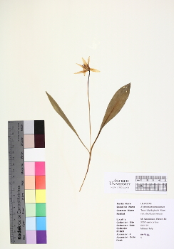 primary herbarium image