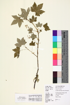 primary herbarium image