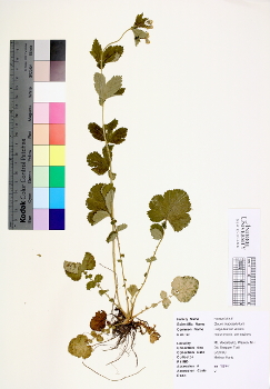 primary herbarium image