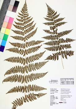 primary herbarium image