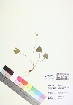 primary herbarium image