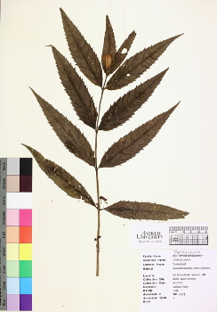 primary herbarium image