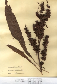 primary herbarium image