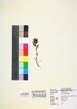 primary herbarium image