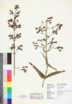 primary herbarium image