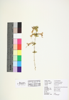 primary herbarium image