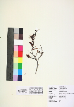 primary herbarium image