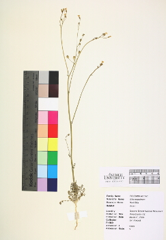 primary herbarium image