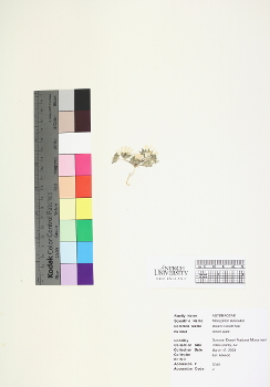 primary herbarium image
